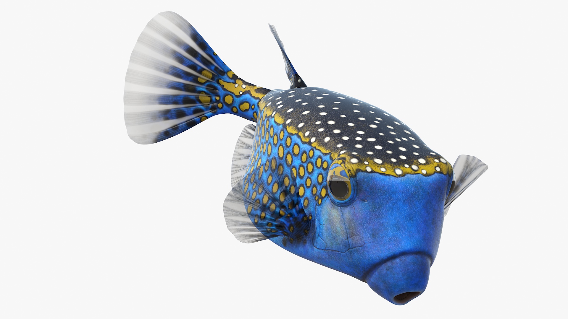 3D model Blue Spotted Boxfish