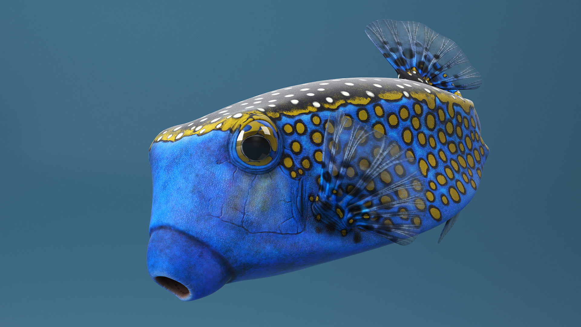 3D model Blue Spotted Boxfish