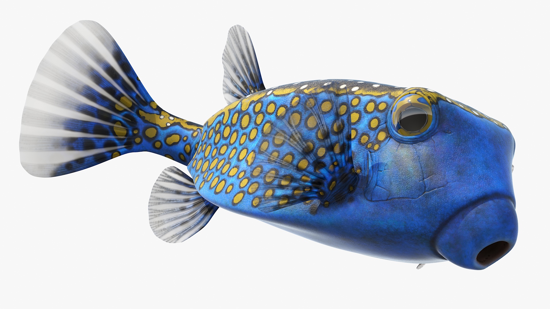 3D model Blue Spotted Boxfish
