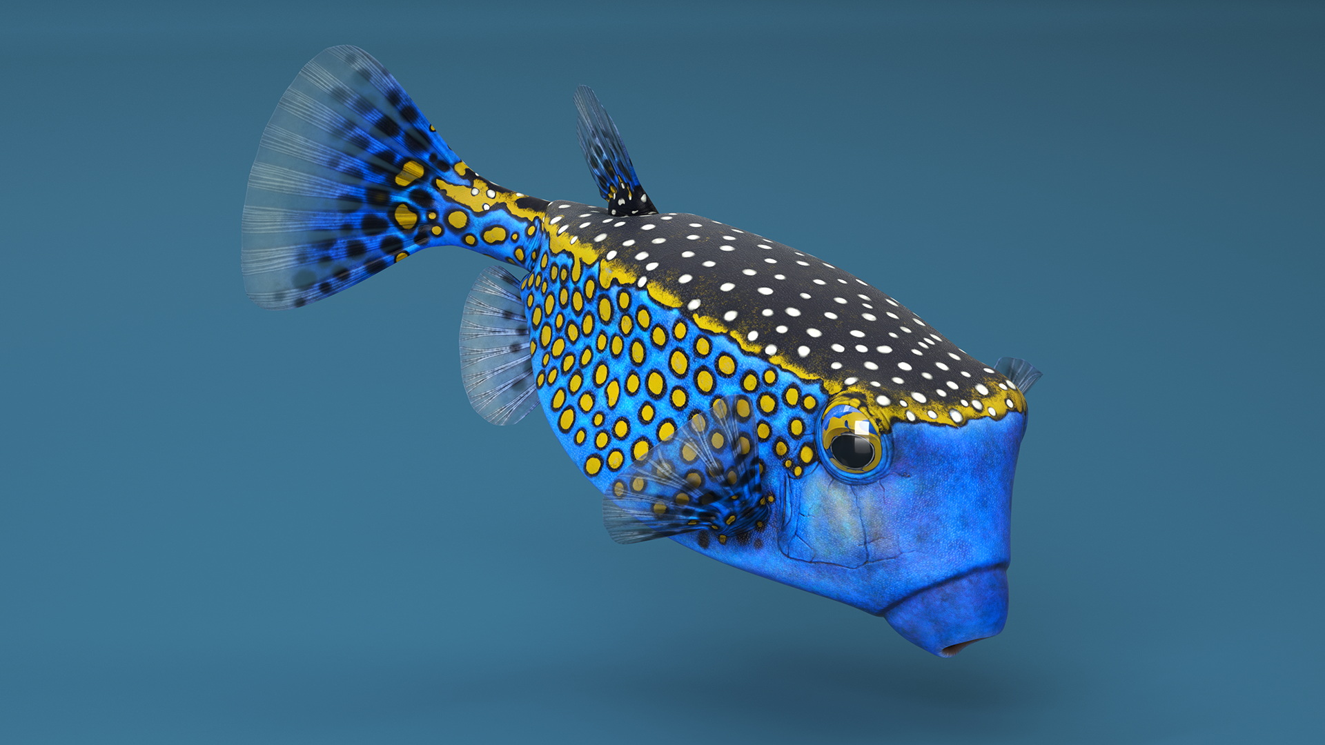 3D model Blue Spotted Boxfish