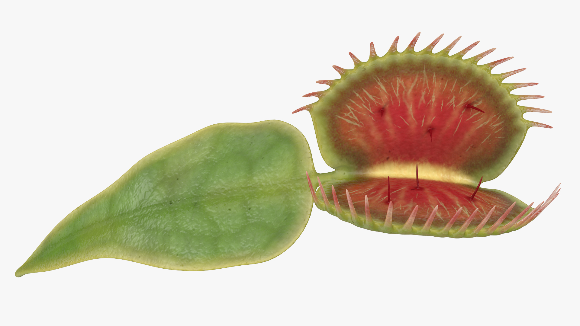 3D Venus Flytrap Dionaea Muscipula Stem