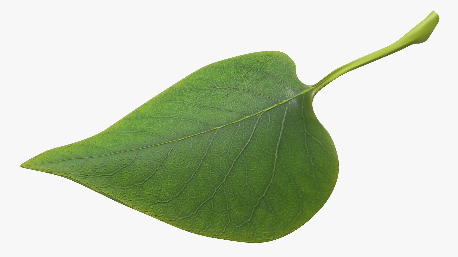 3D model Realistic Green Leaf