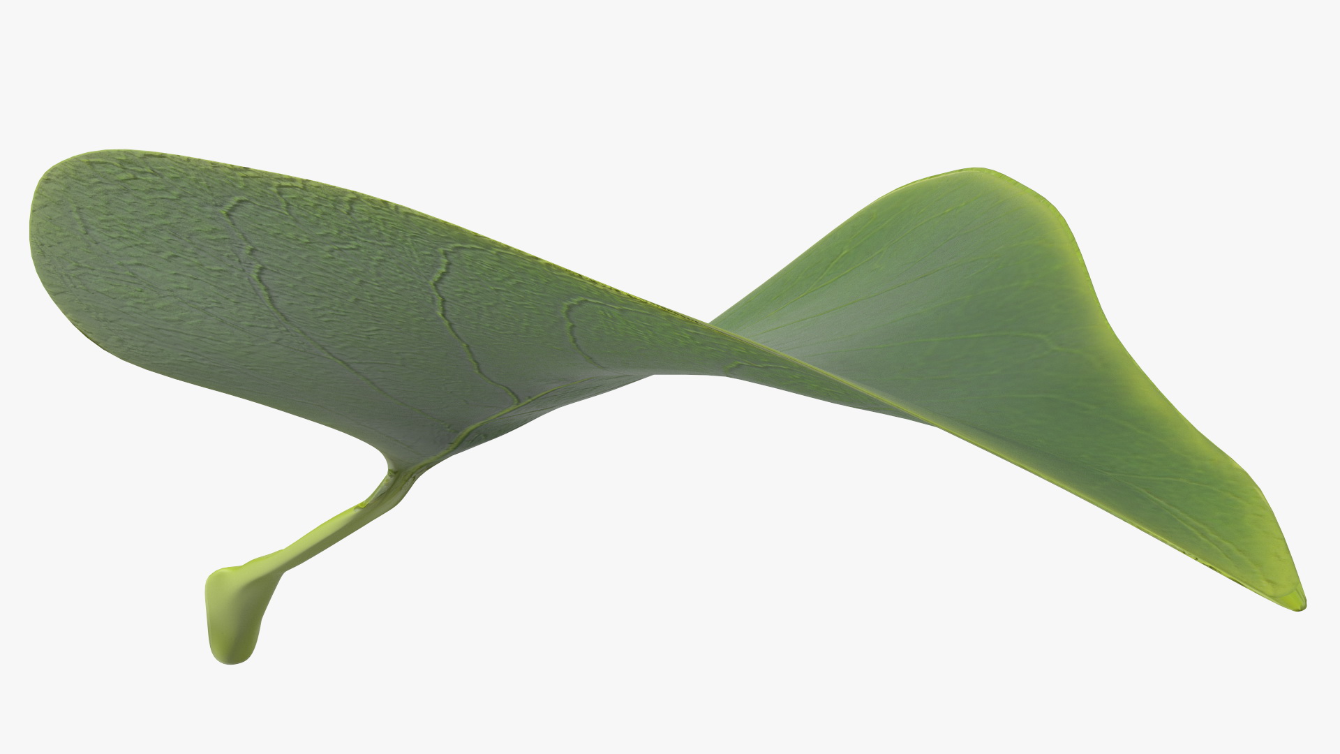 3D model Realistic Green Leaf