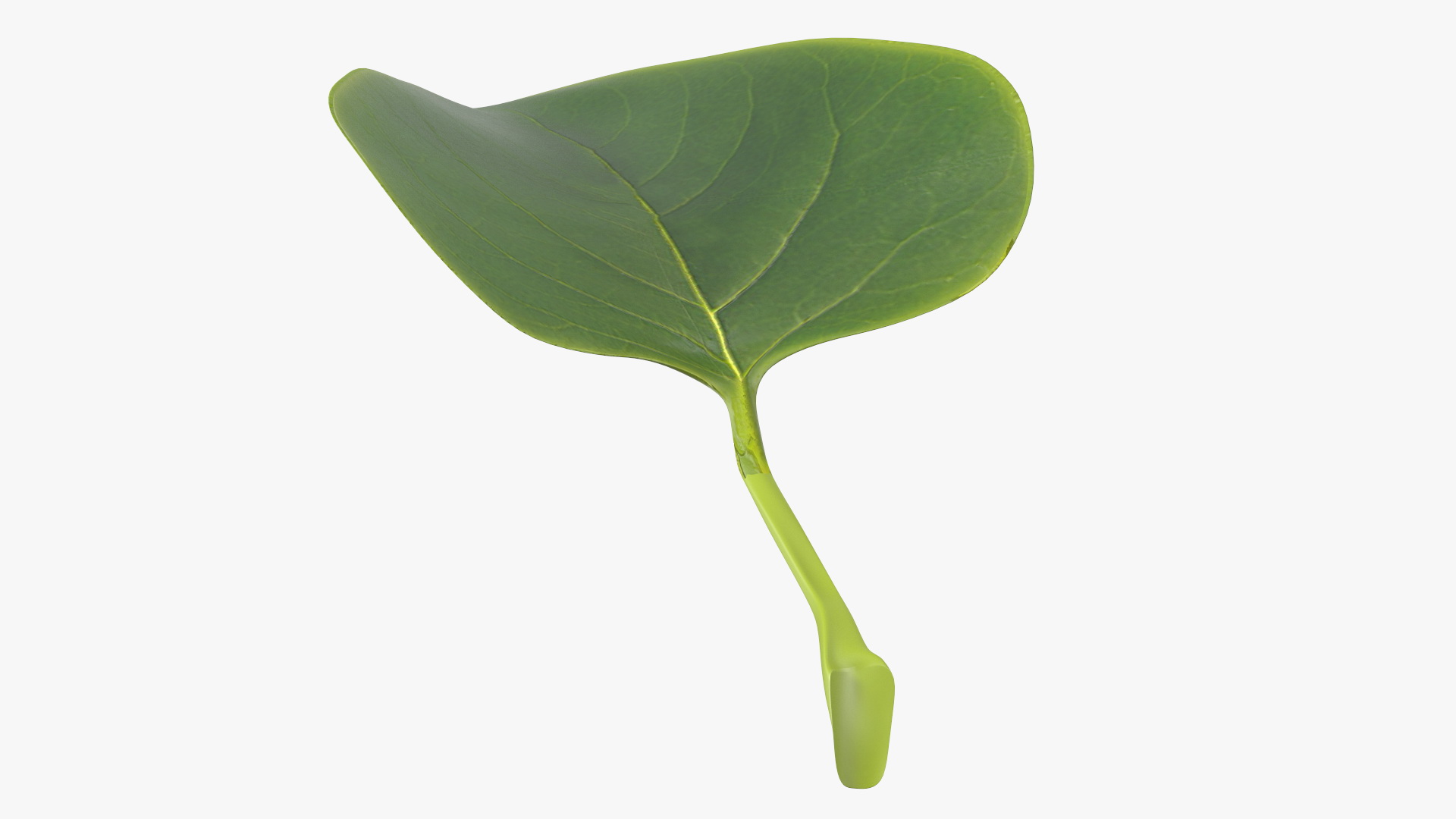 3D model Realistic Green Leaf