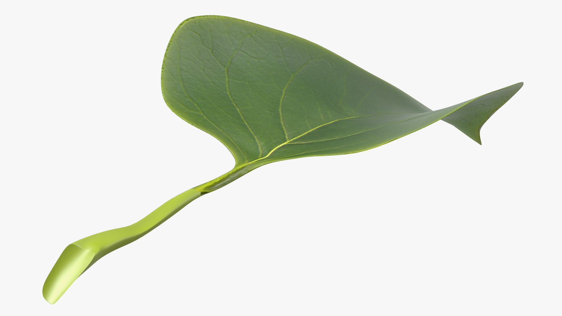3D model Realistic Green Leaf