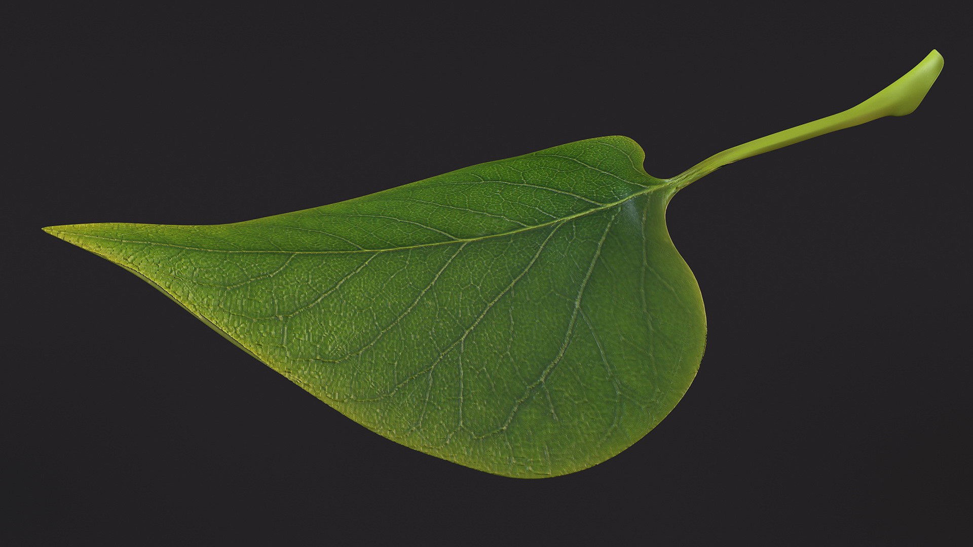 3D model Realistic Green Leaf