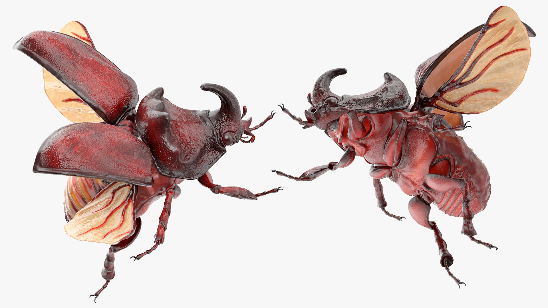 3D Rhinoceros Beetle Oryctes Nasicornis Flying model