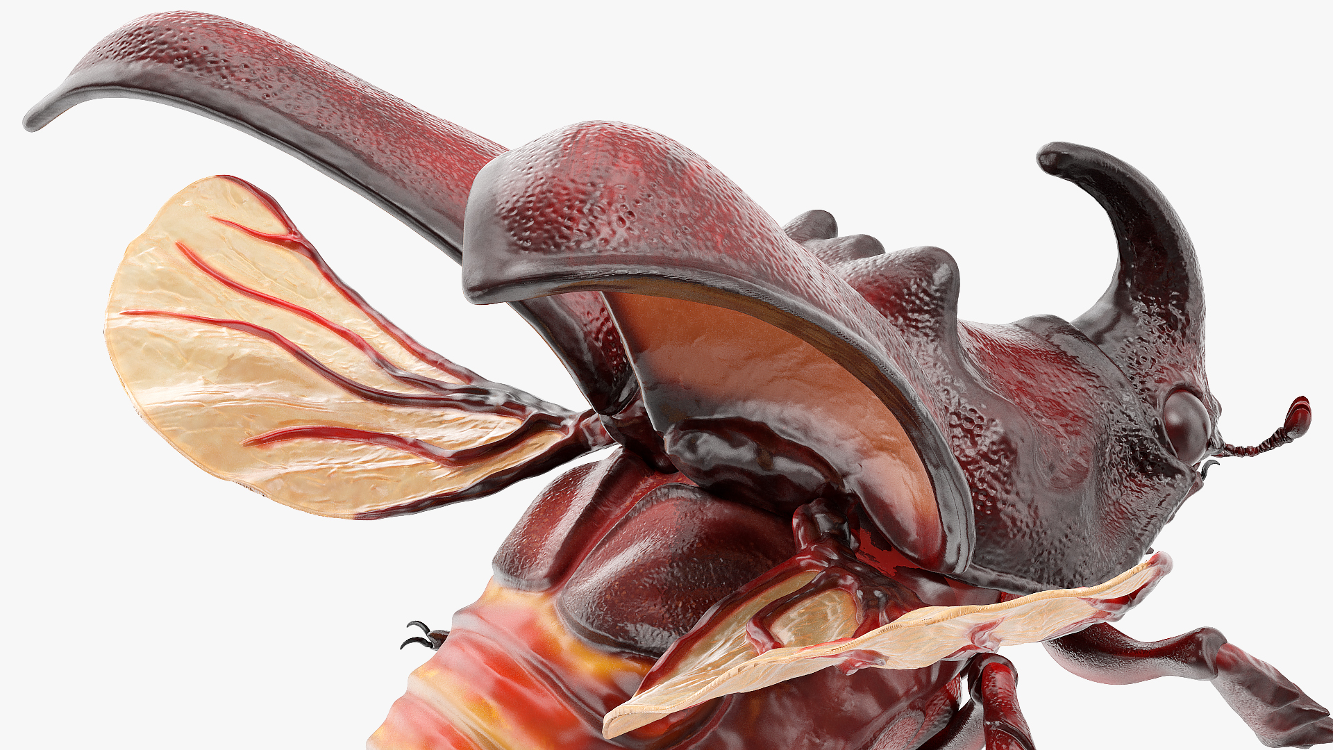 3D Rhinoceros Beetle Oryctes Nasicornis Flying model