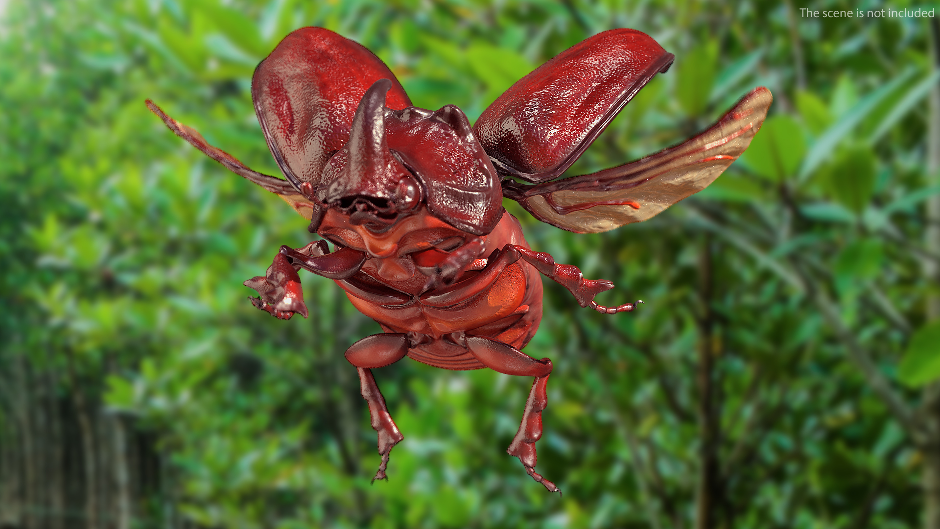 3D Rhinoceros Beetle Oryctes Nasicornis Flying model