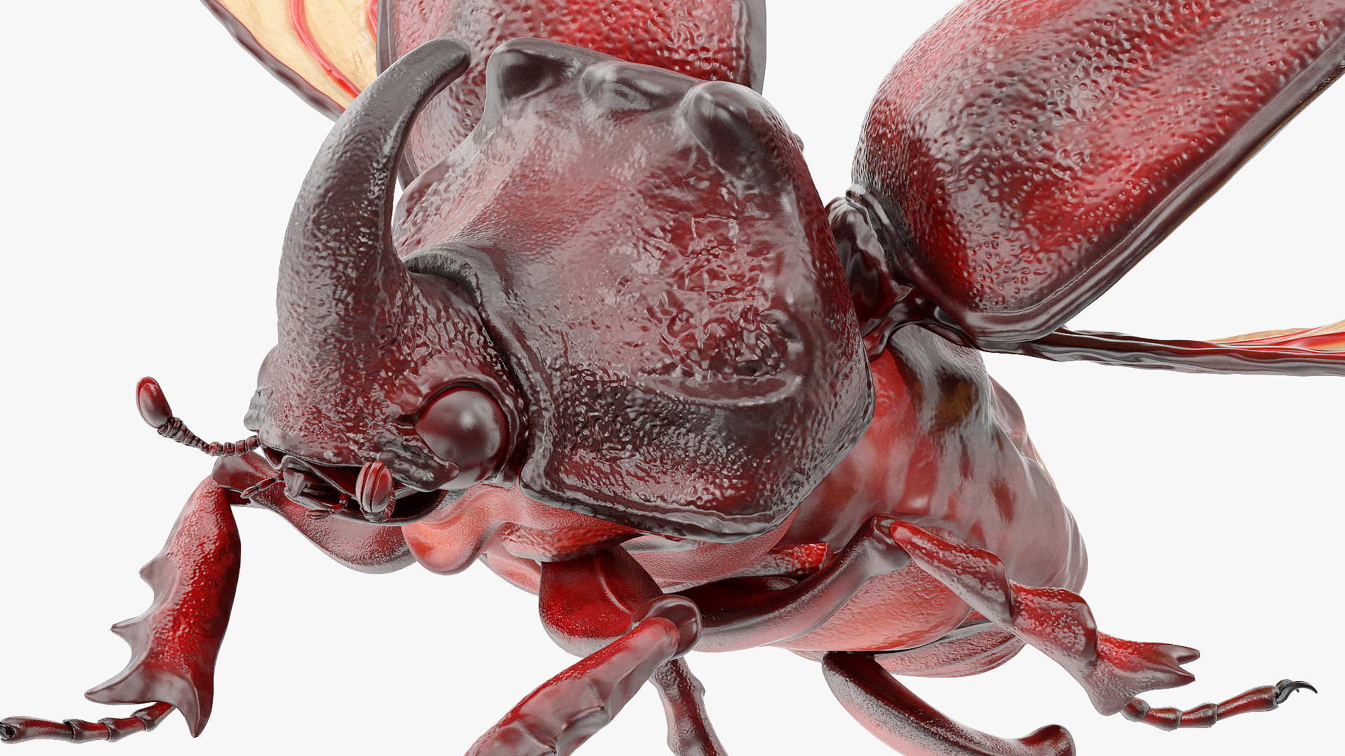 3D Rhinoceros Beetle Oryctes Nasicornis Flying model