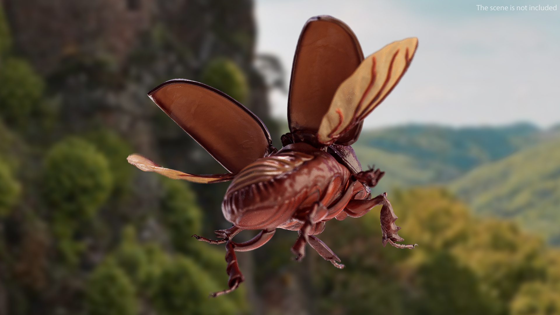 3D Rhinoceros Beetle Oryctes Nasicornis Flying model
