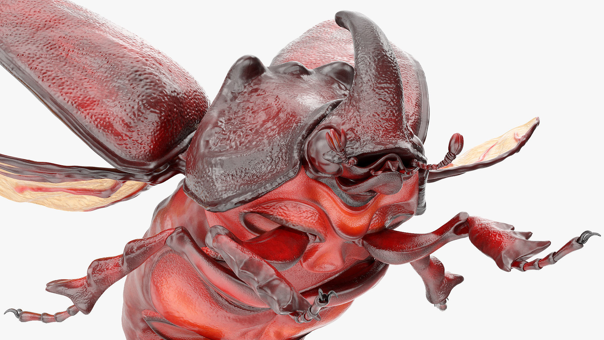 3D Rhinoceros Beetle Oryctes Nasicornis Flying model