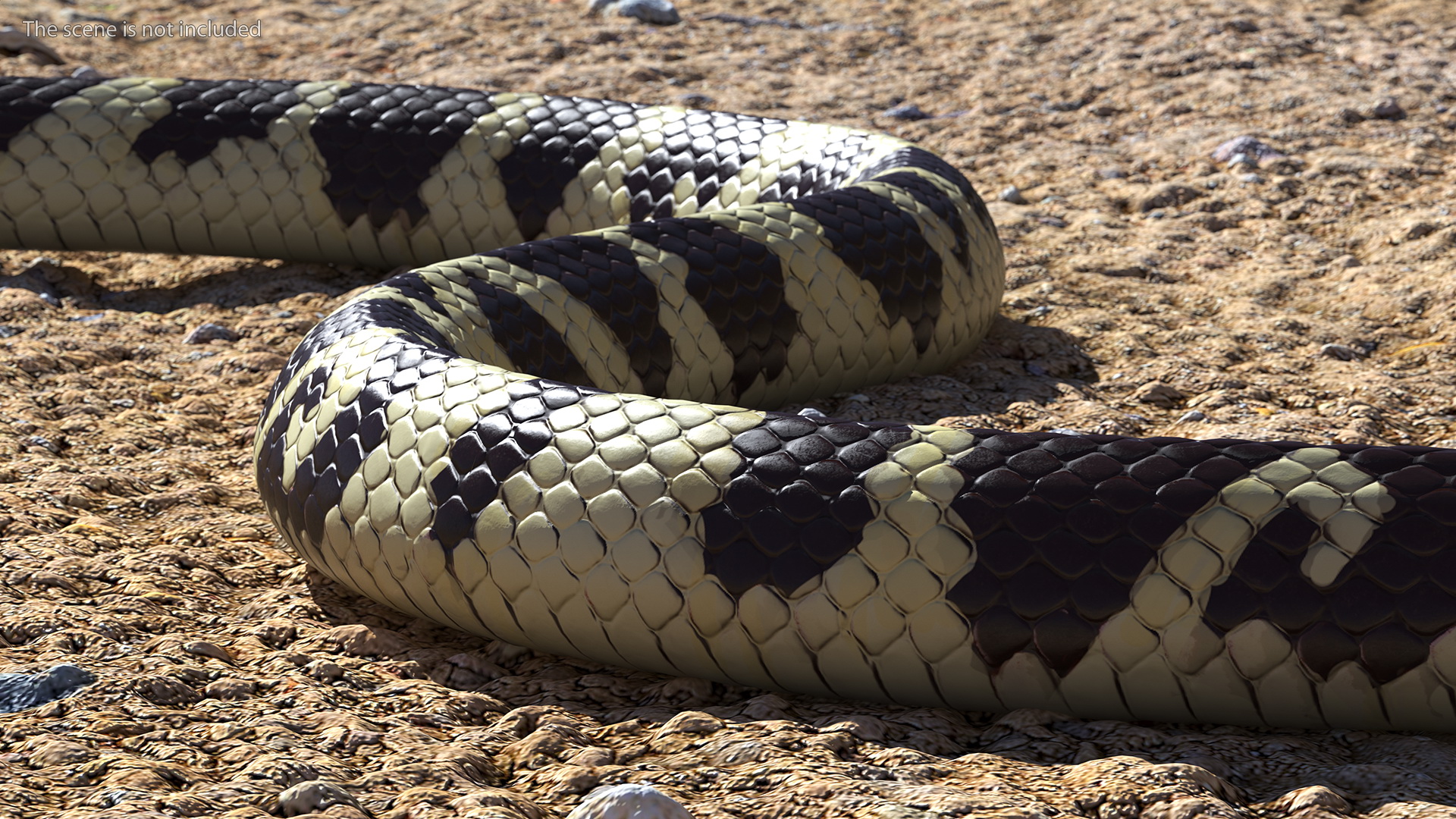 3D model California Kingsnake