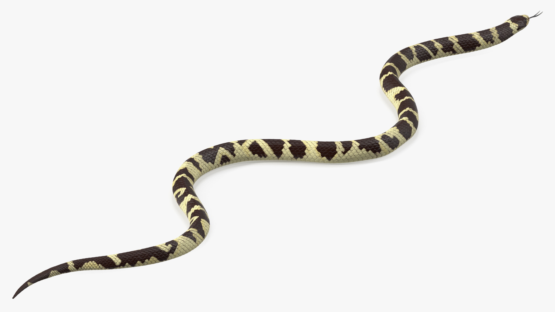 3D model California Kingsnake
