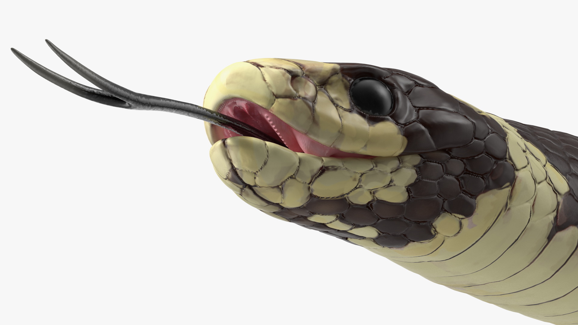 3D model California Kingsnake
