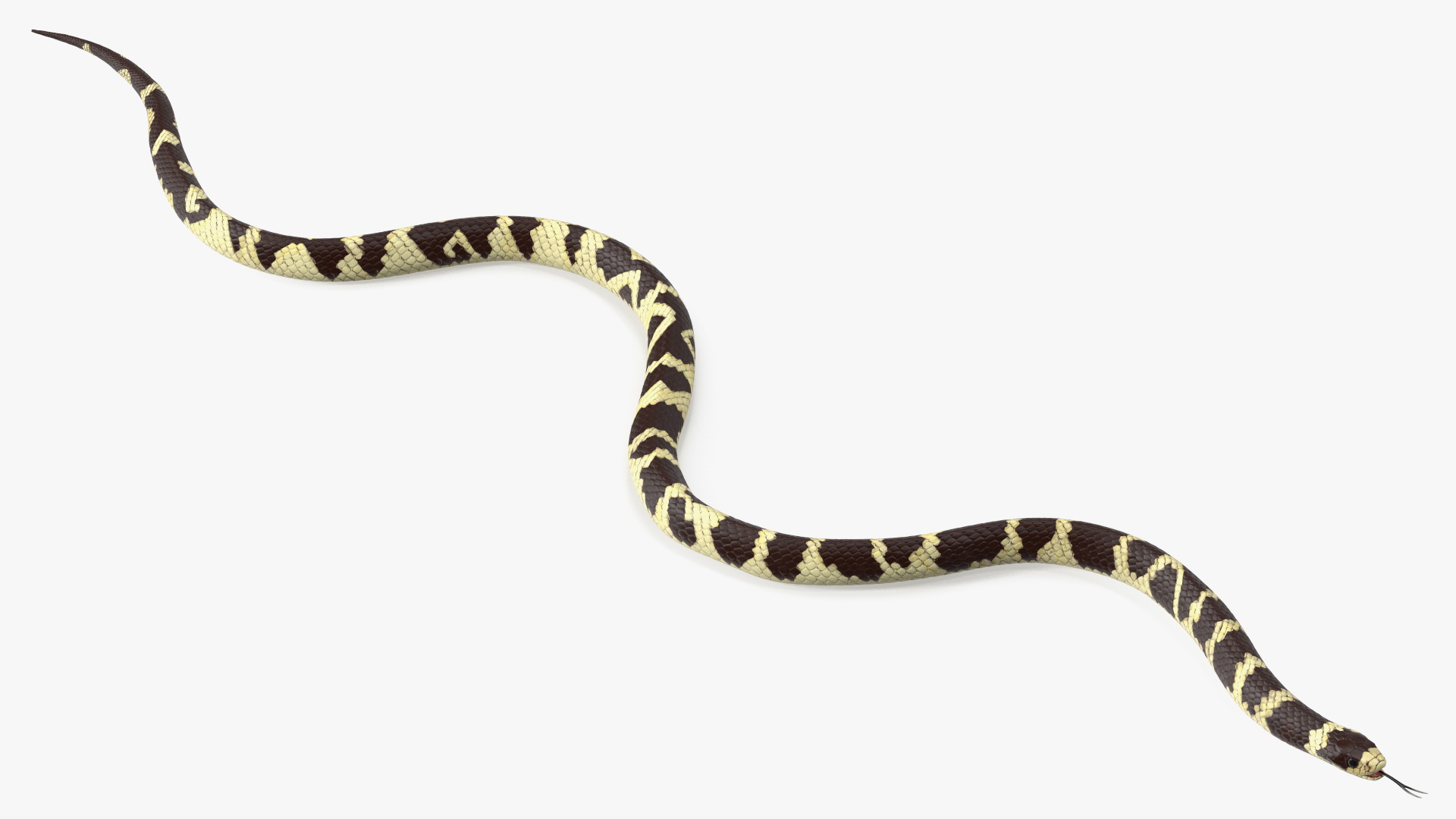 3D model California Kingsnake