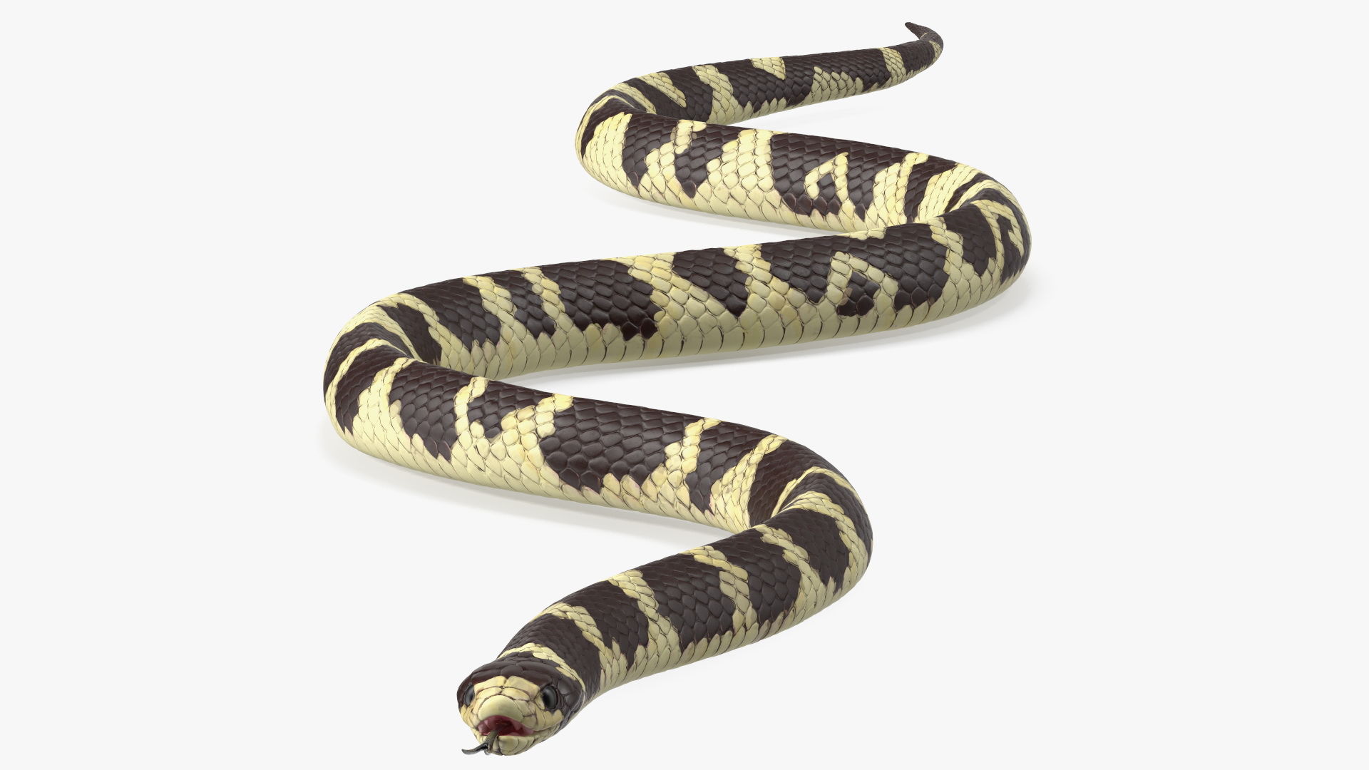 3D model California Kingsnake
