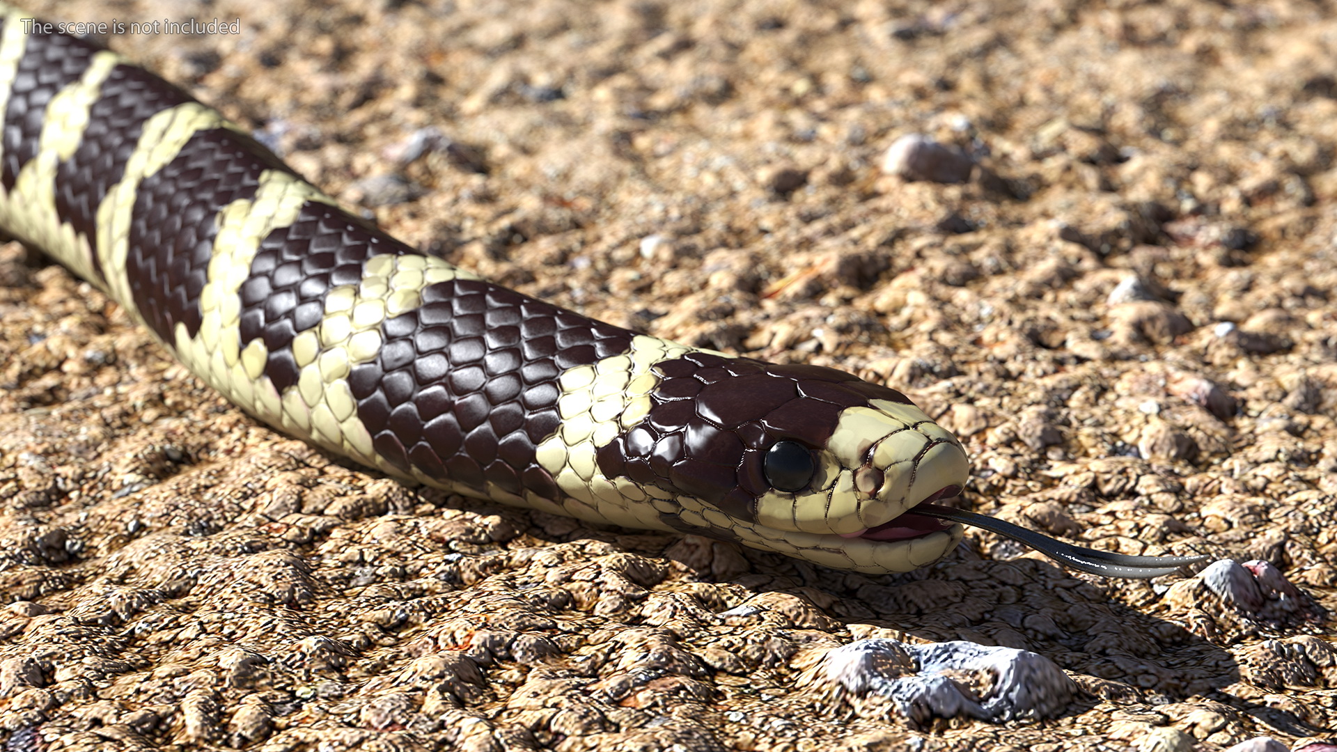 3D model California Kingsnake