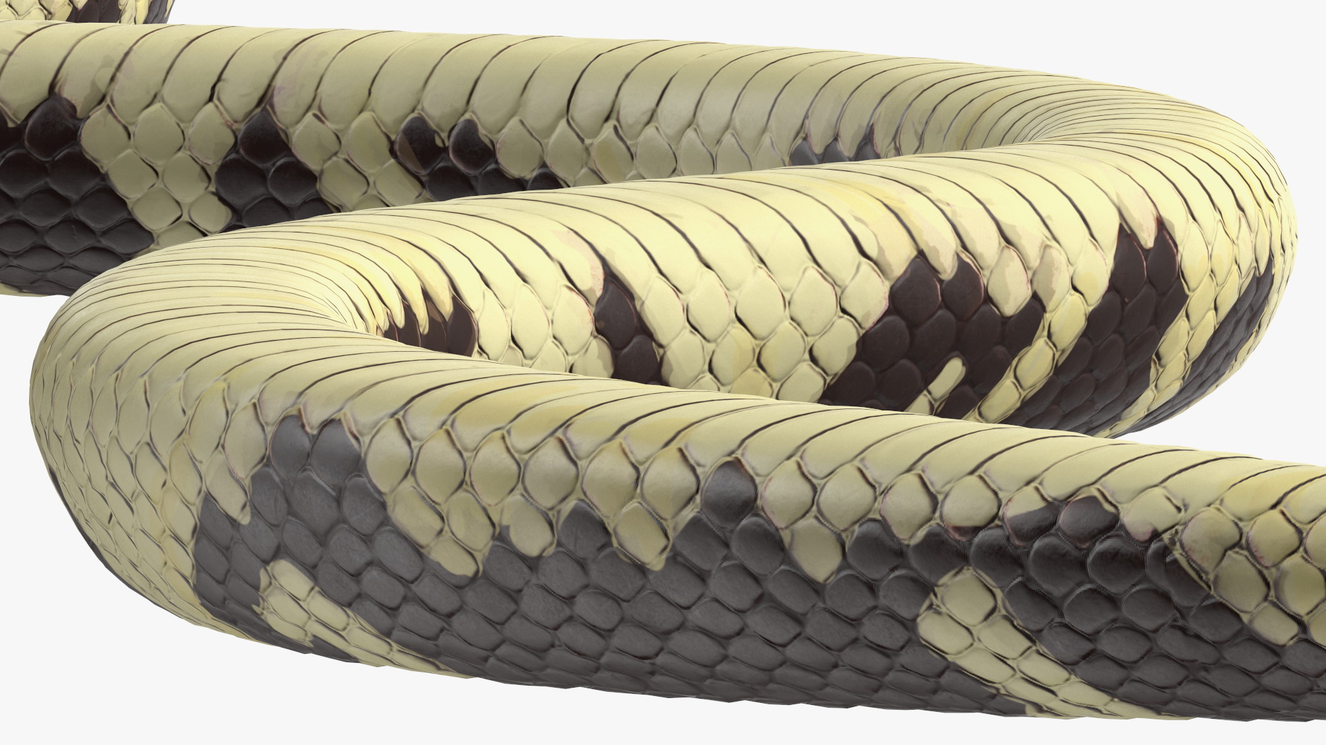 3D model California Kingsnake