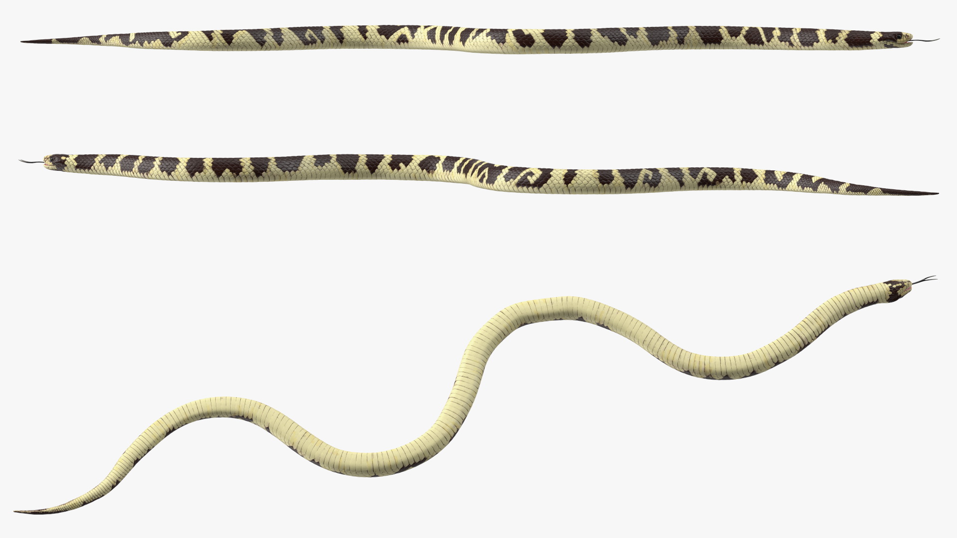 3D model California Kingsnake