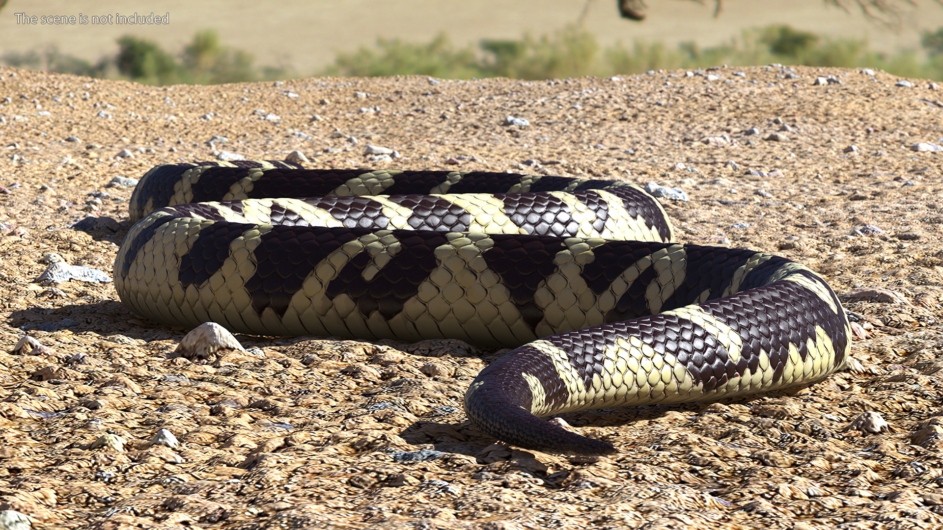 3D model California Kingsnake