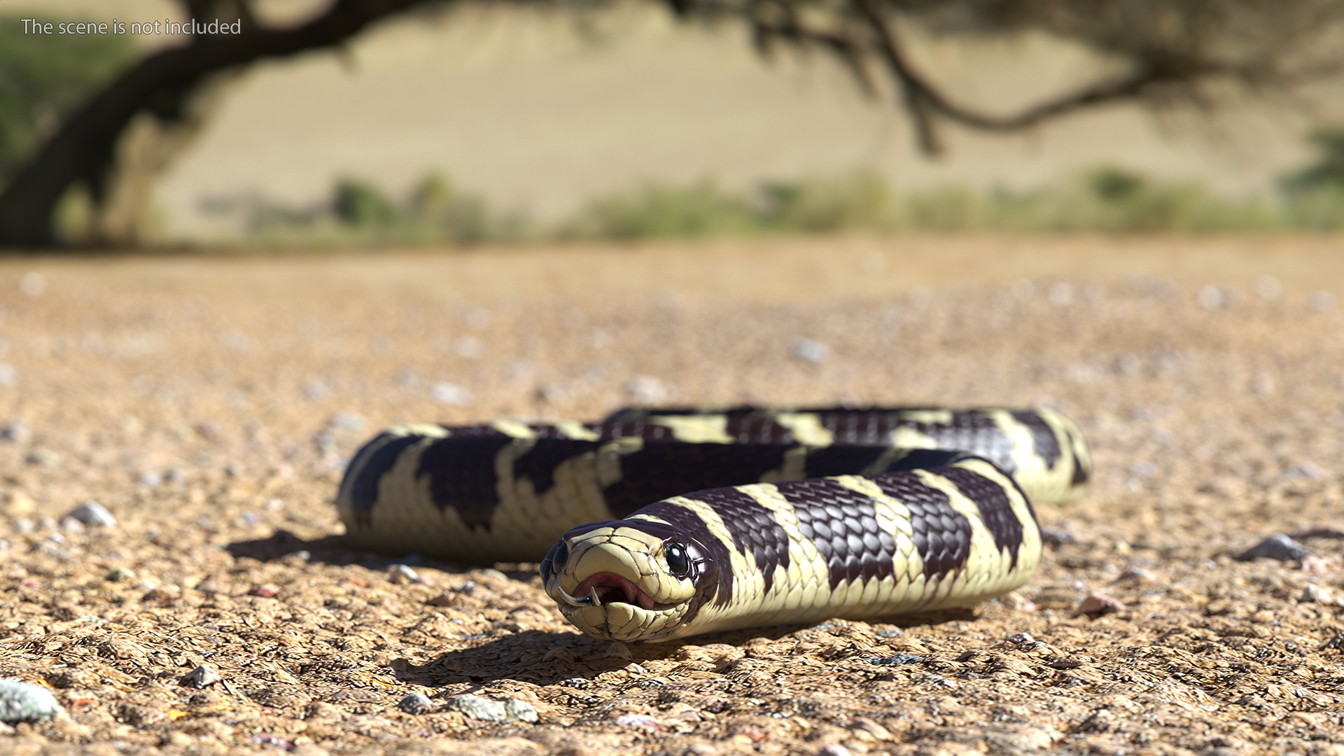 3D model California Kingsnake