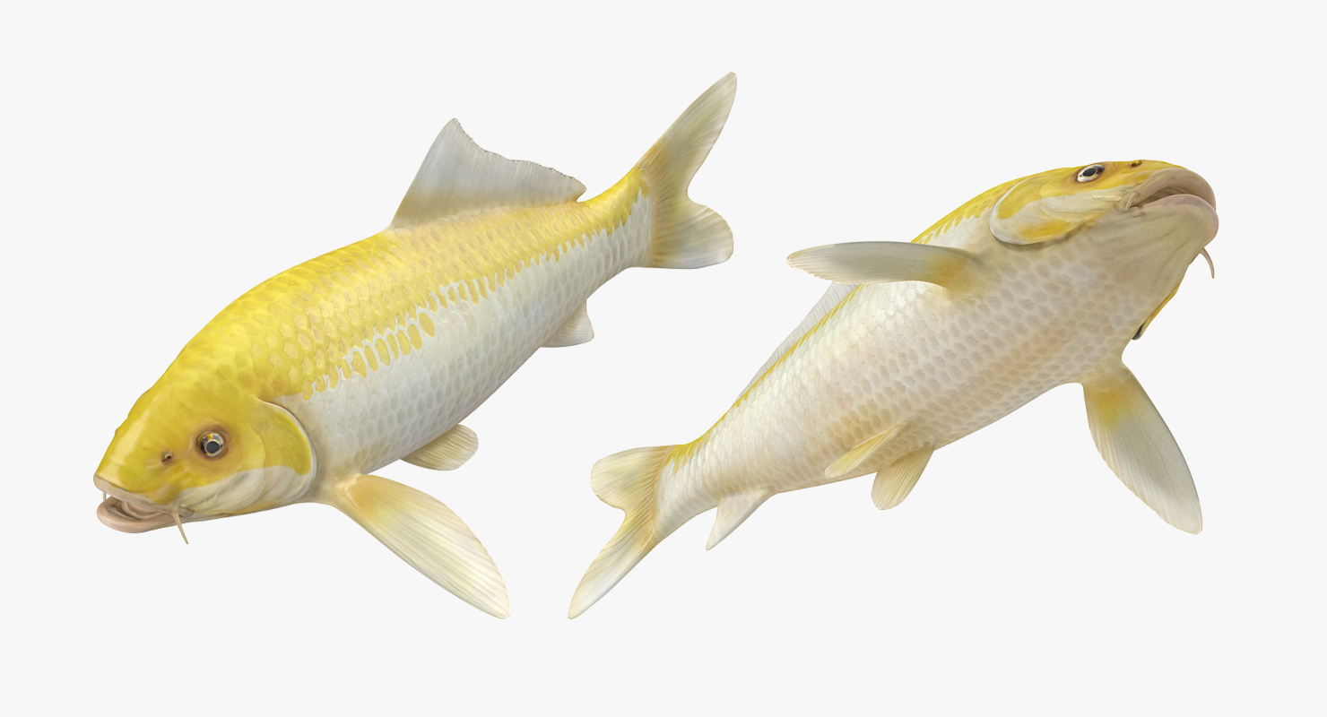 3D model Yellow Koi Ogon Fish