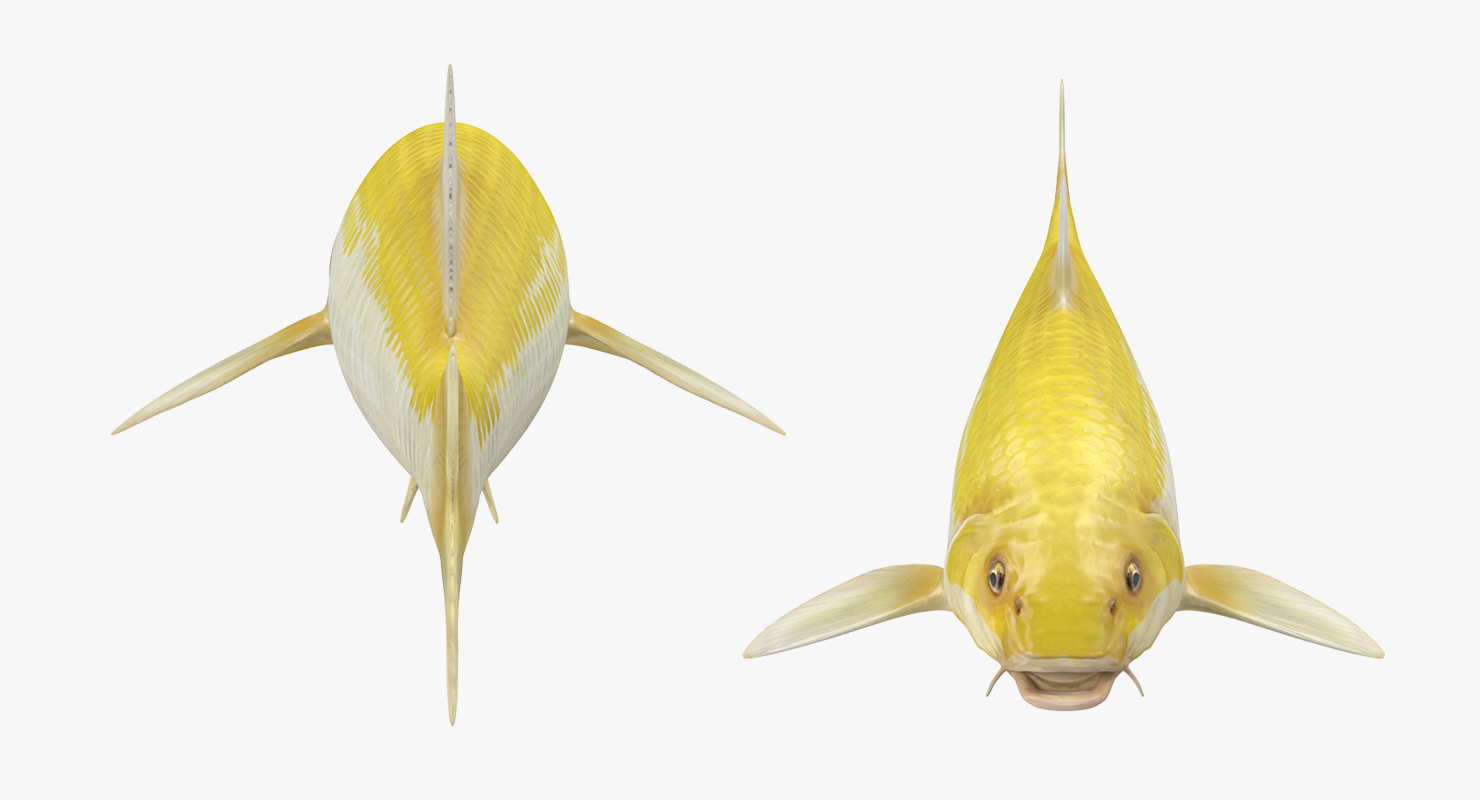 3D model Yellow Koi Ogon Fish