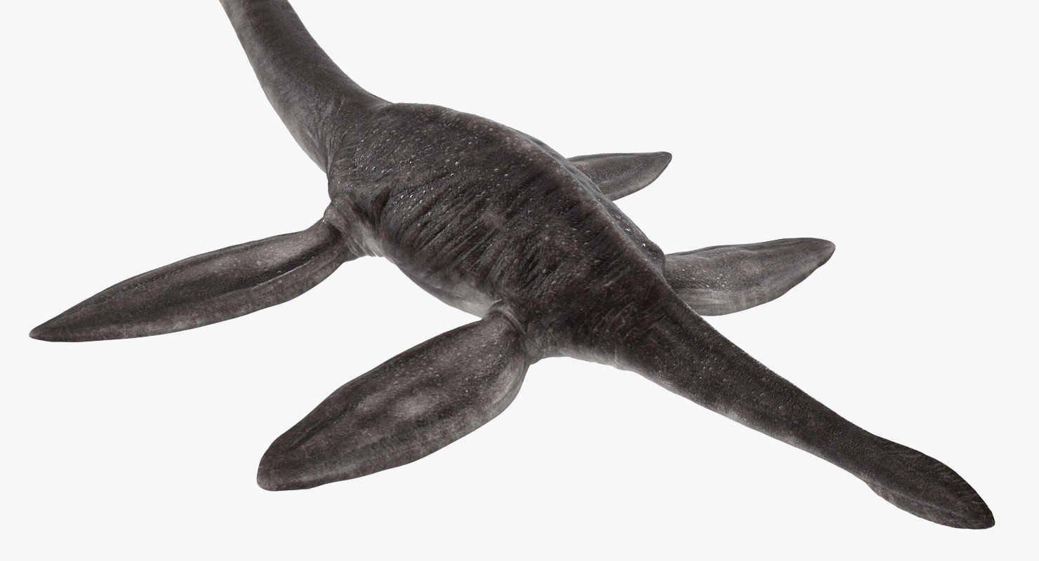 3D Plesiosauria Marine Reptile Dinosaur Rigged model