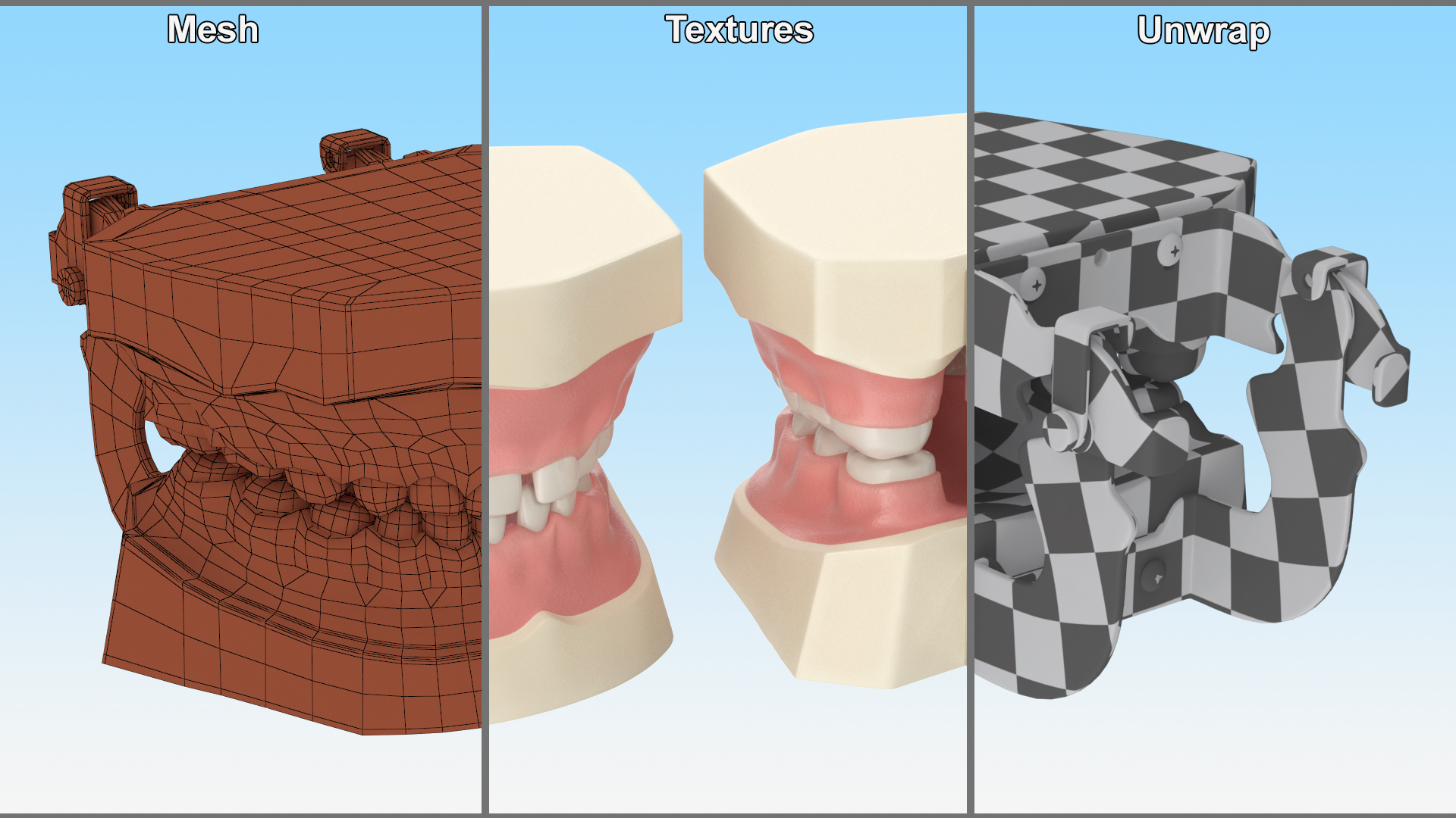 3D Pediatric Typodont Demonstration Model with Removable Gapped Teeth