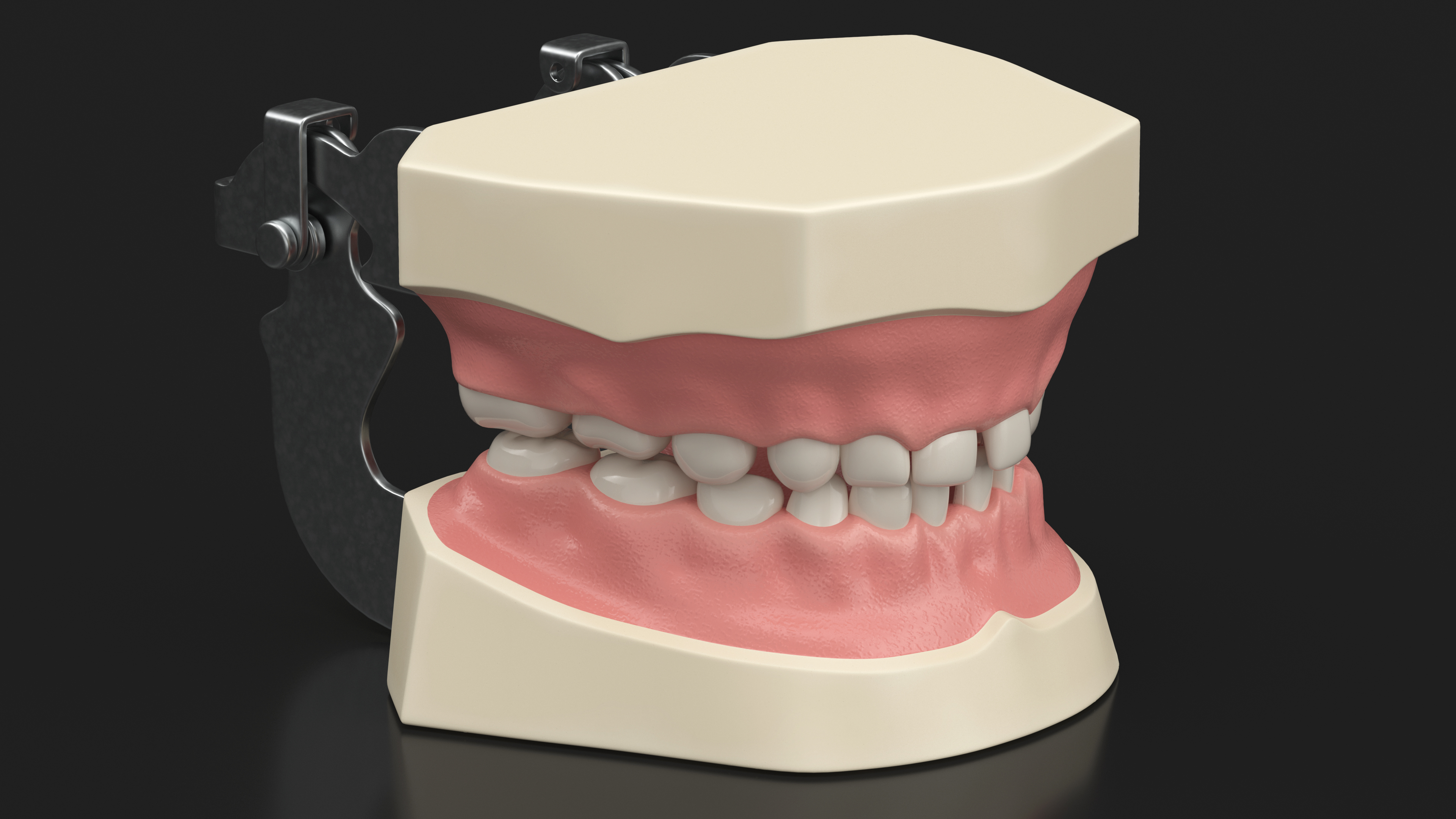 3D Pediatric Typodont Demonstration Model with Removable Gapped Teeth