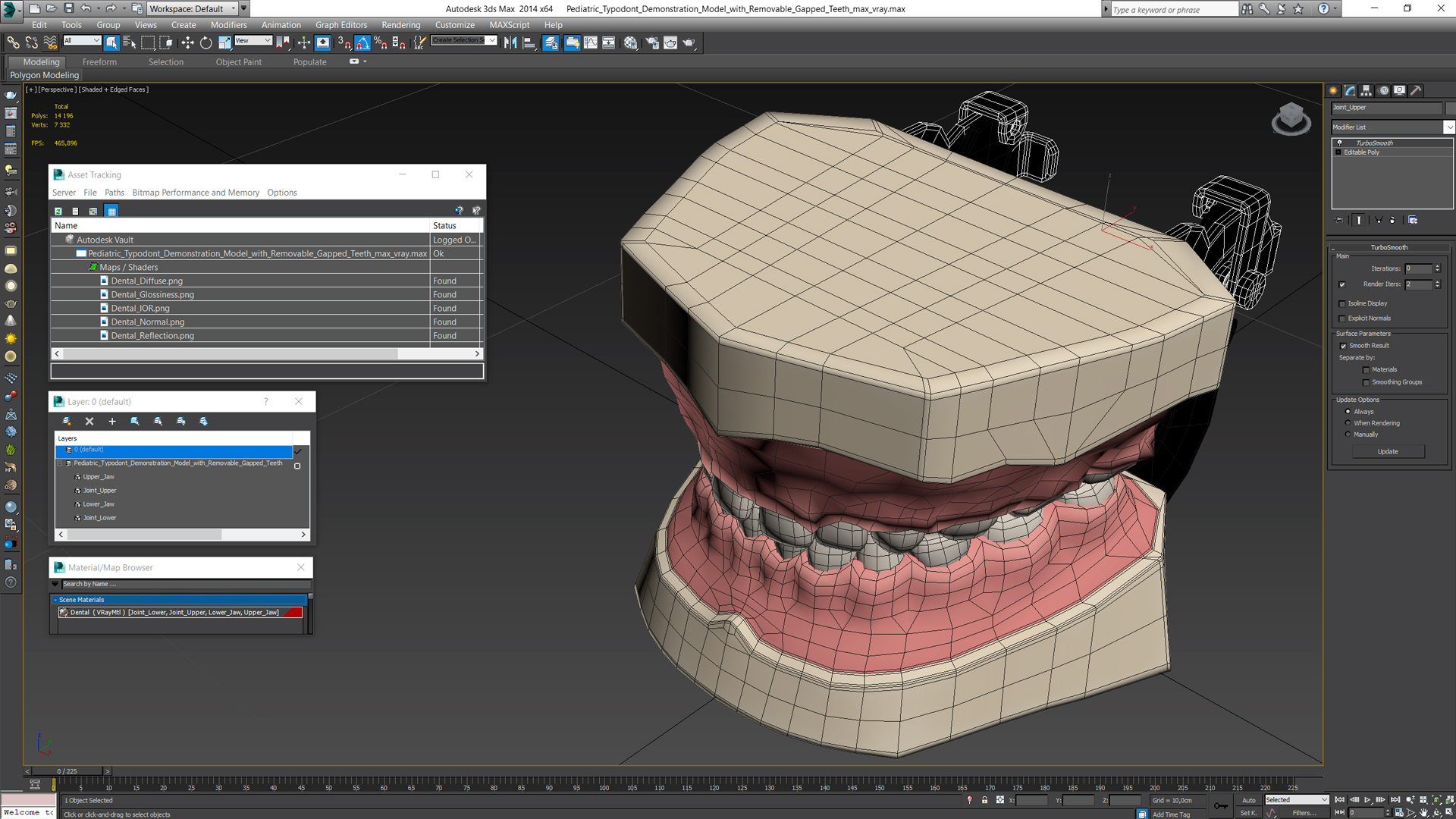 3D Pediatric Typodont Demonstration Model with Removable Gapped Teeth