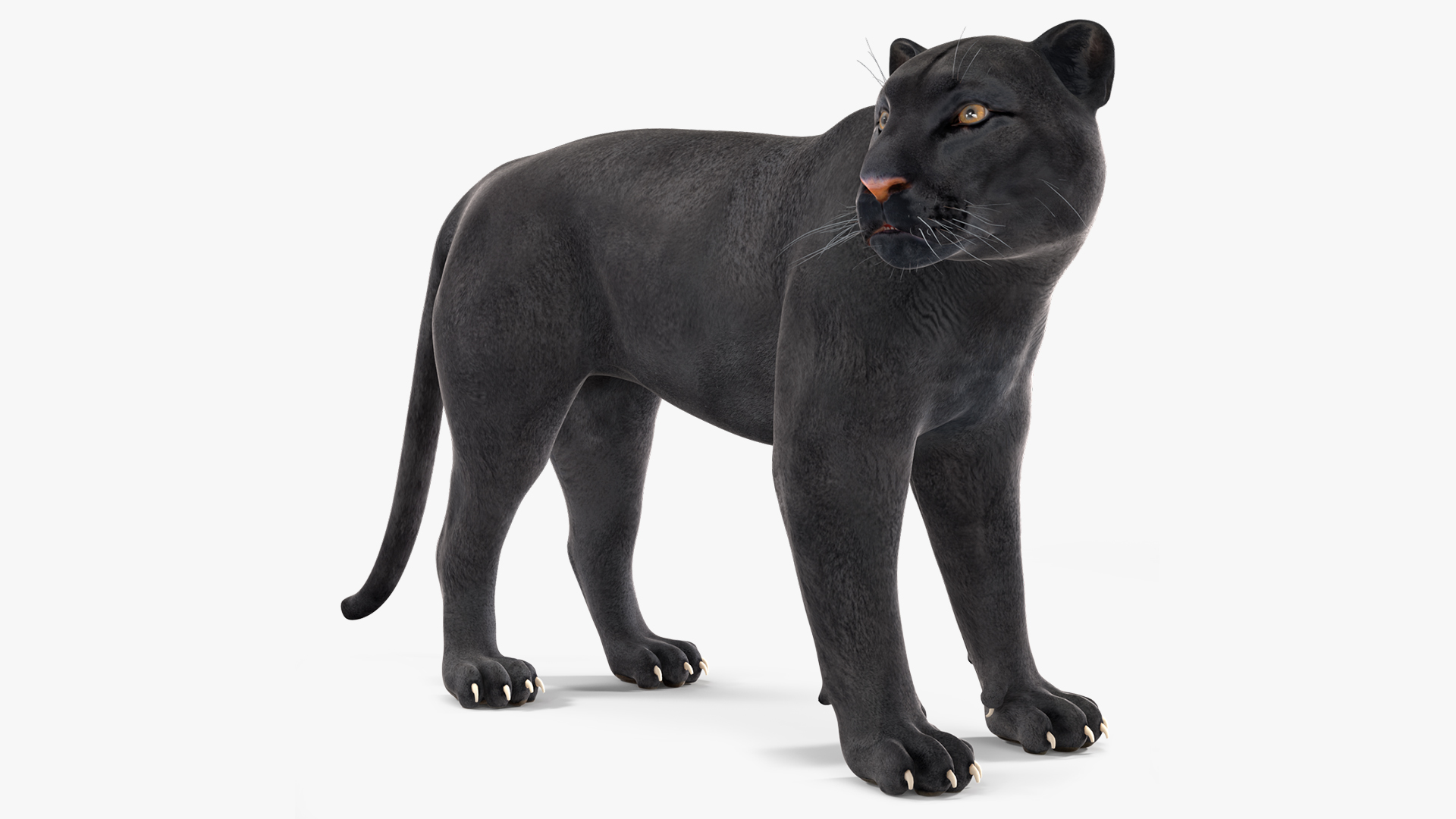 Black Panther Stand Pose 3D model