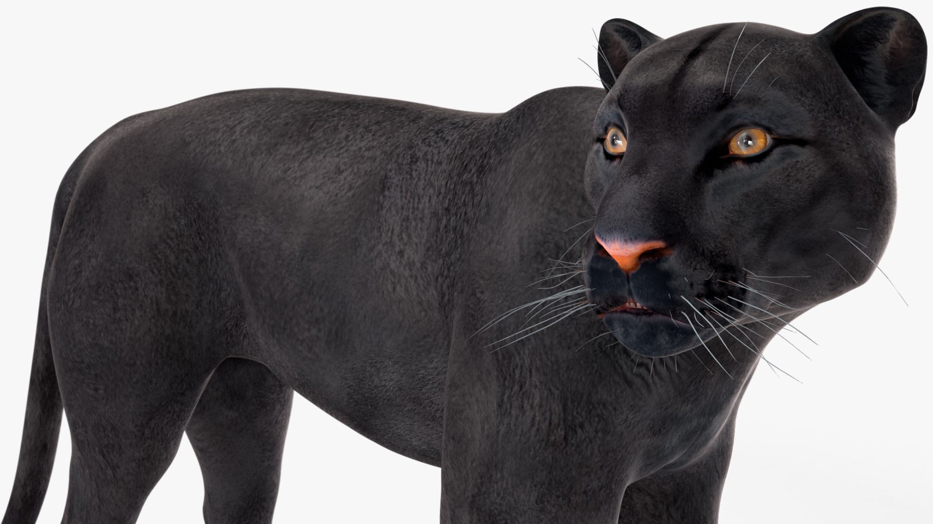 Black Panther Stand Pose 3D model