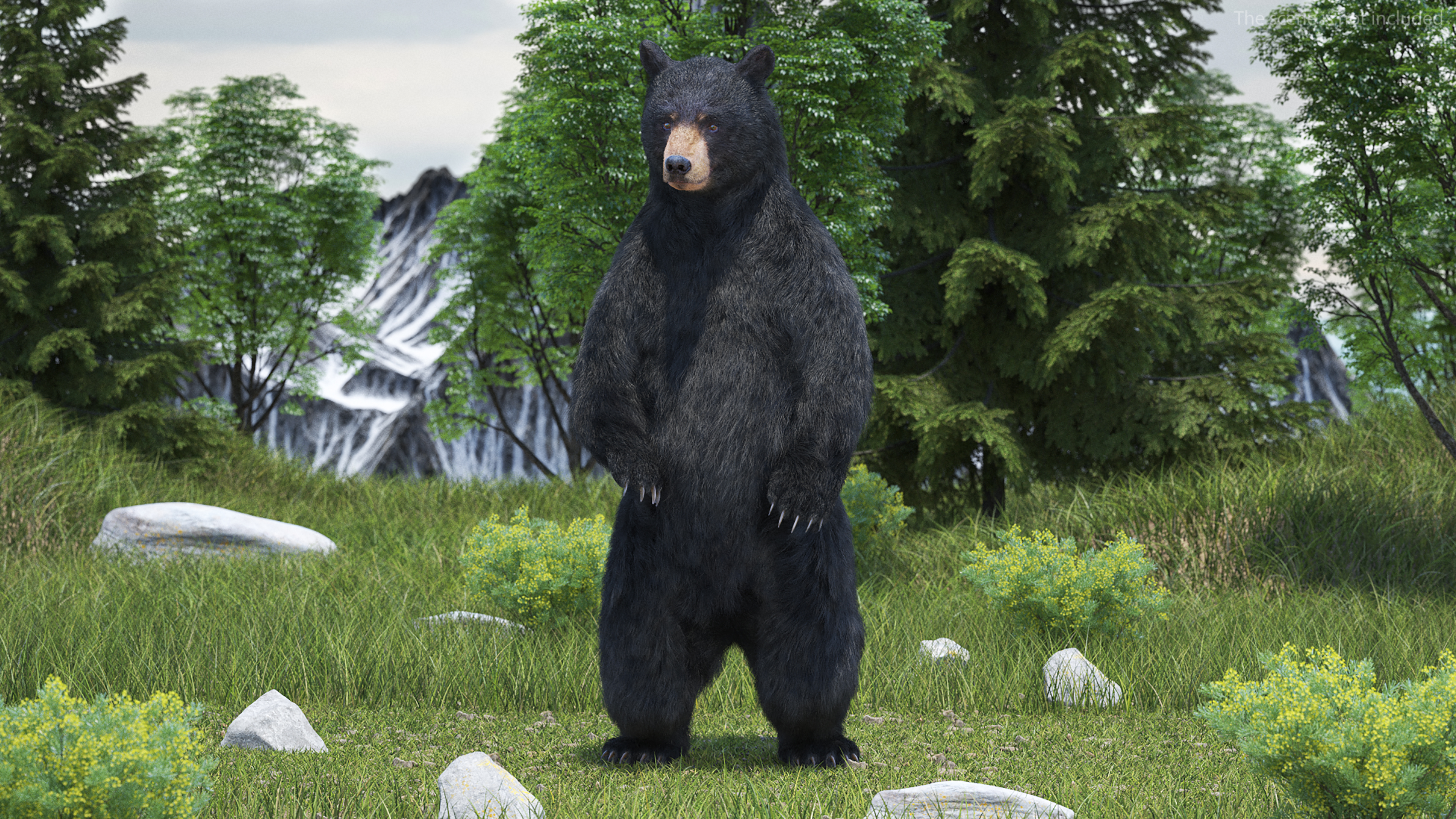 3D Standing Black Bear Fur model