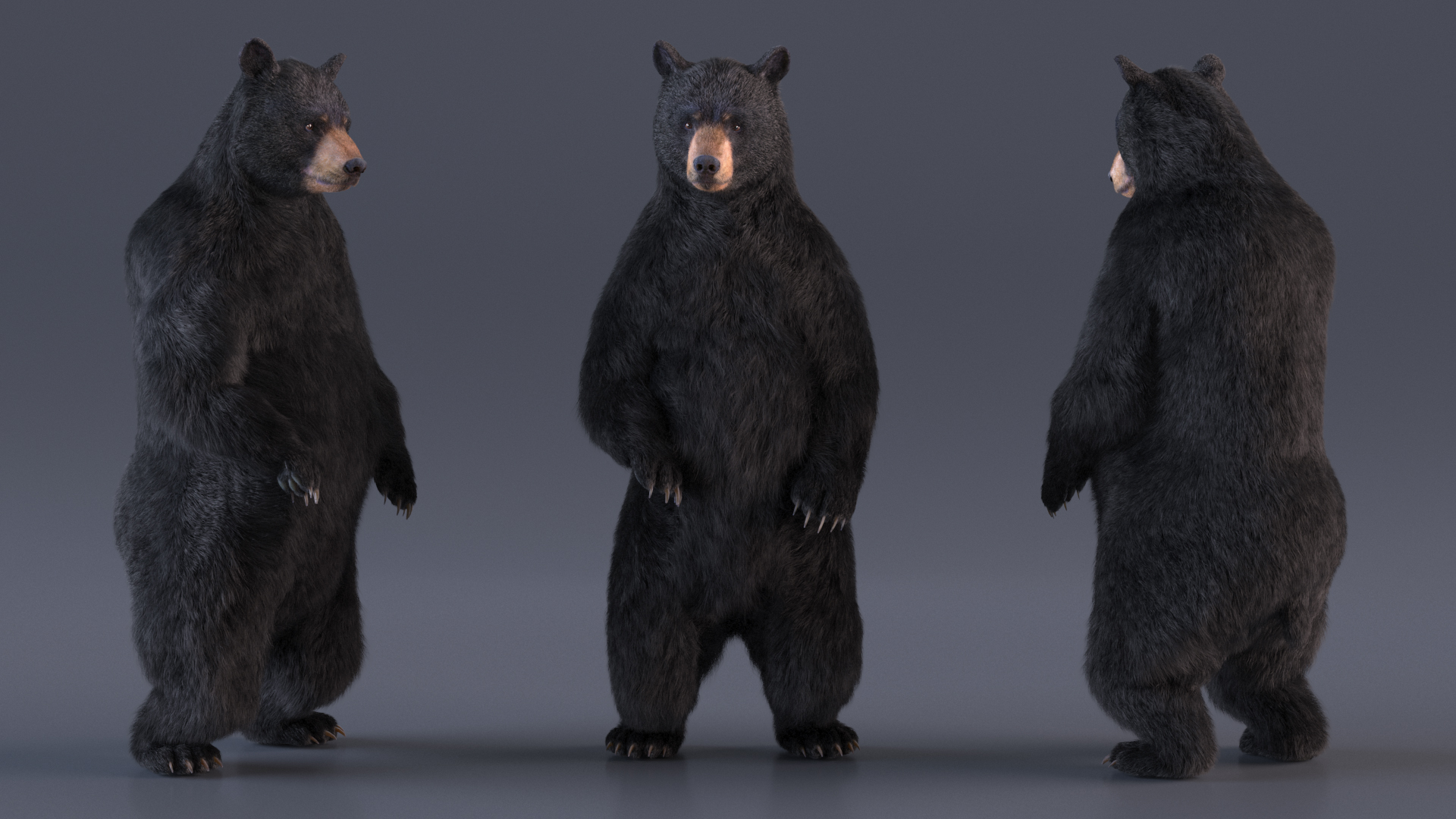 3D Standing Black Bear Fur model