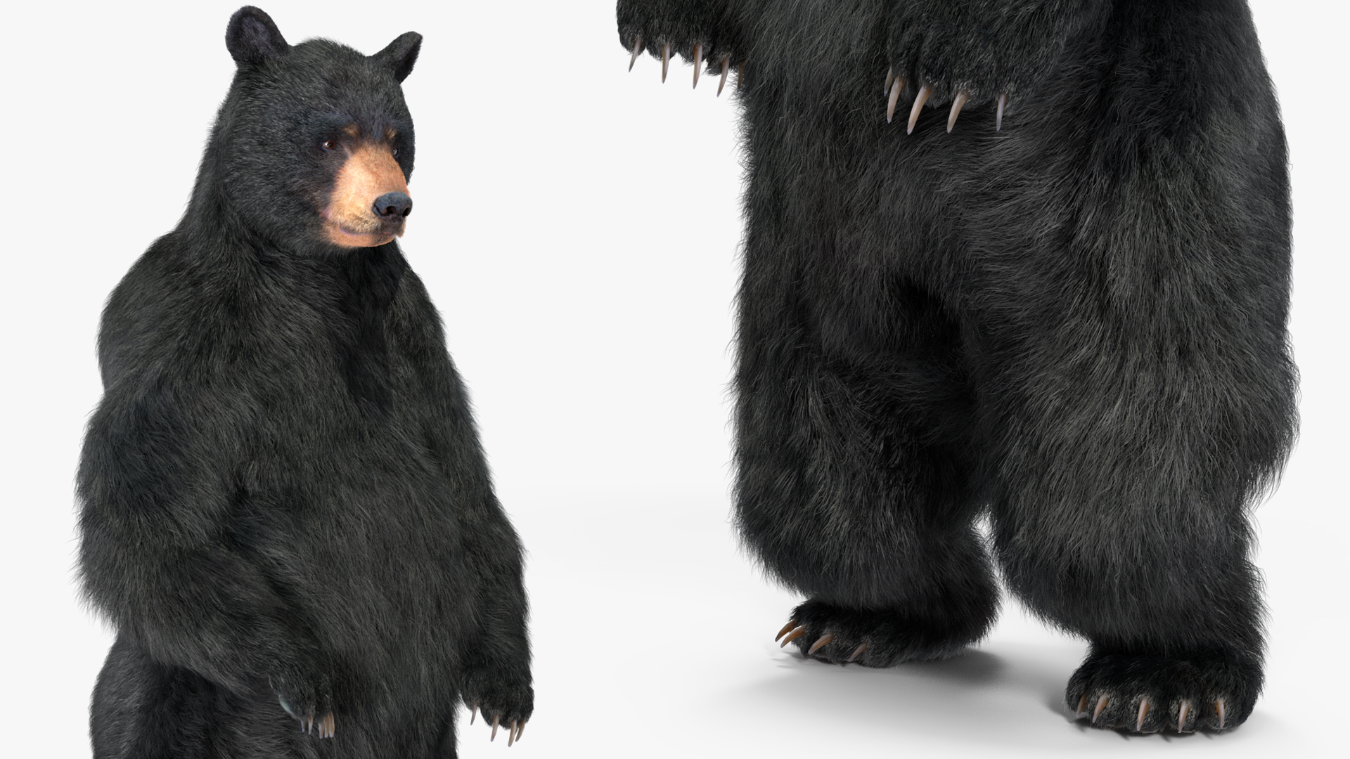 3D Standing Black Bear Fur model