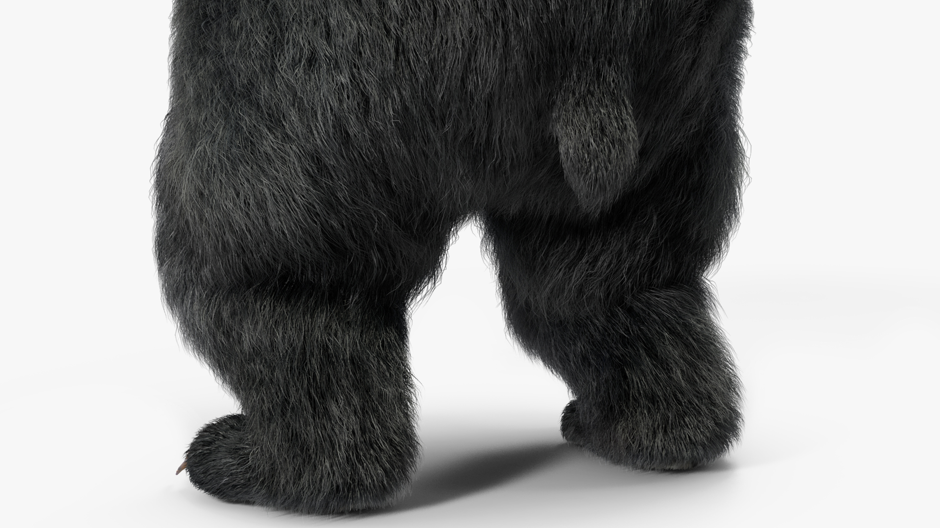 3D Standing Black Bear Fur model