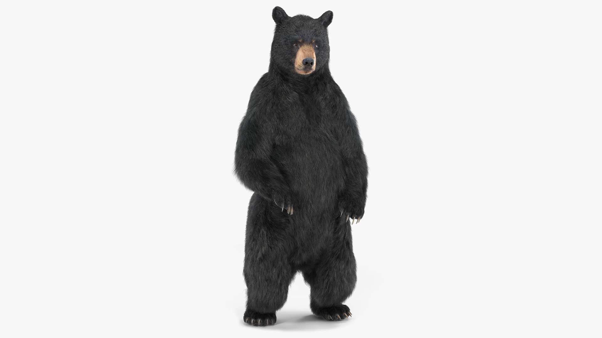 3D Standing Black Bear Fur model