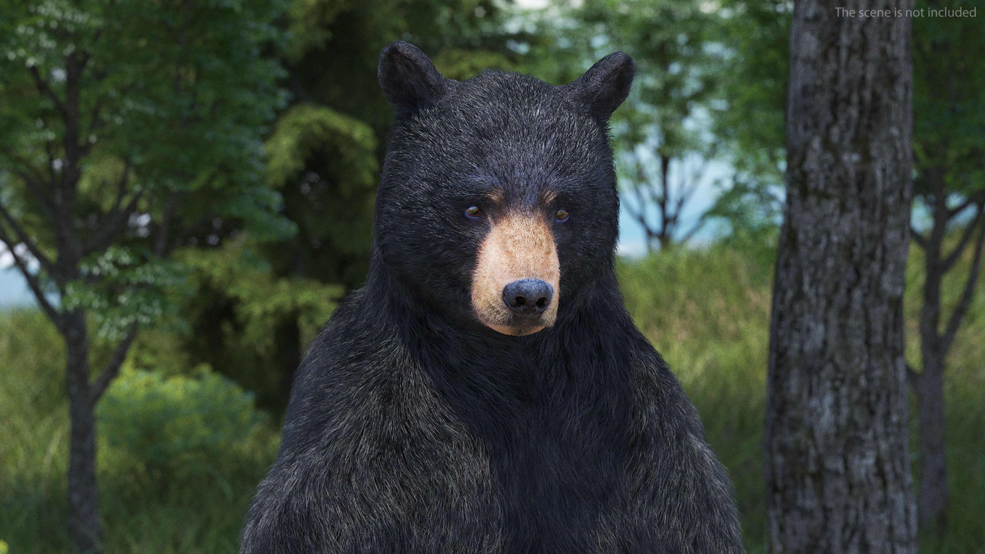 3D Standing Black Bear Fur model