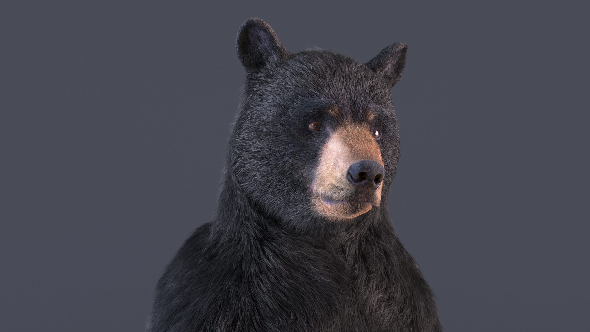 3D Standing Black Bear Fur model