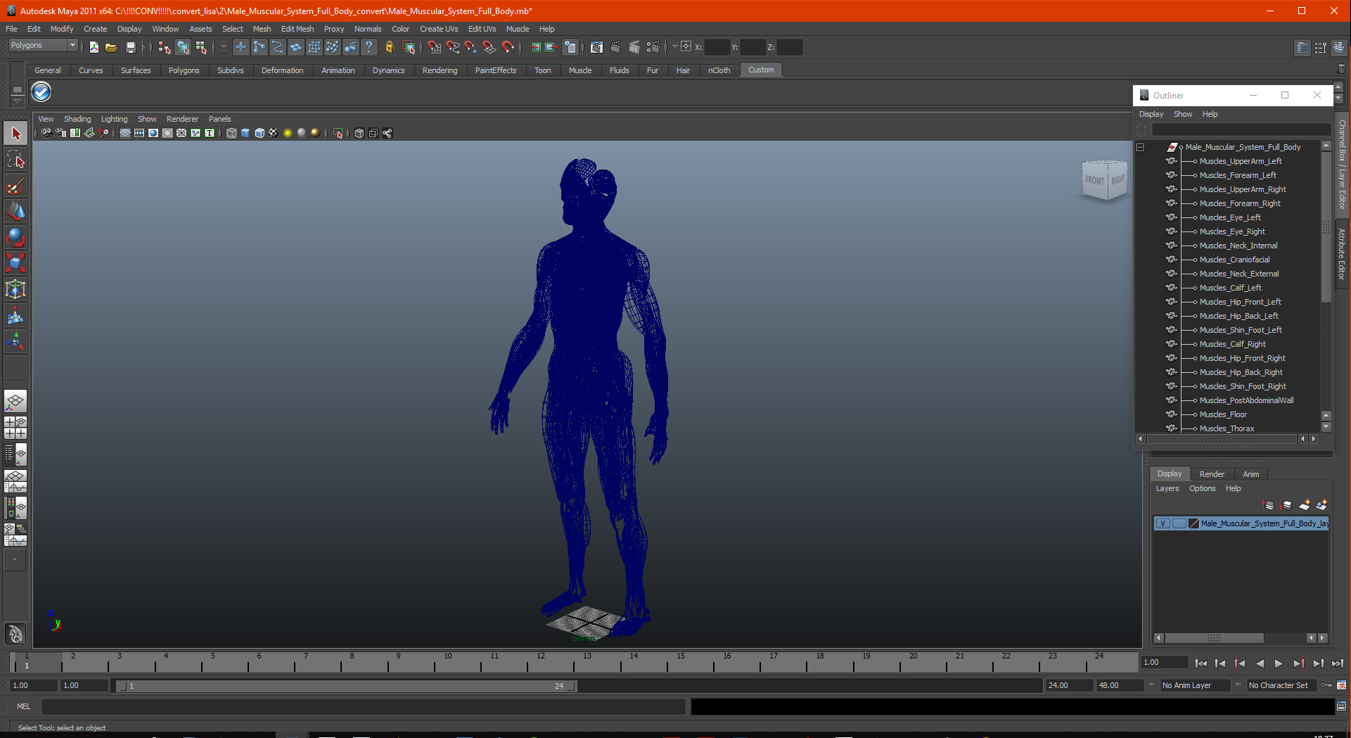 3D model Male Muscular System Full Body