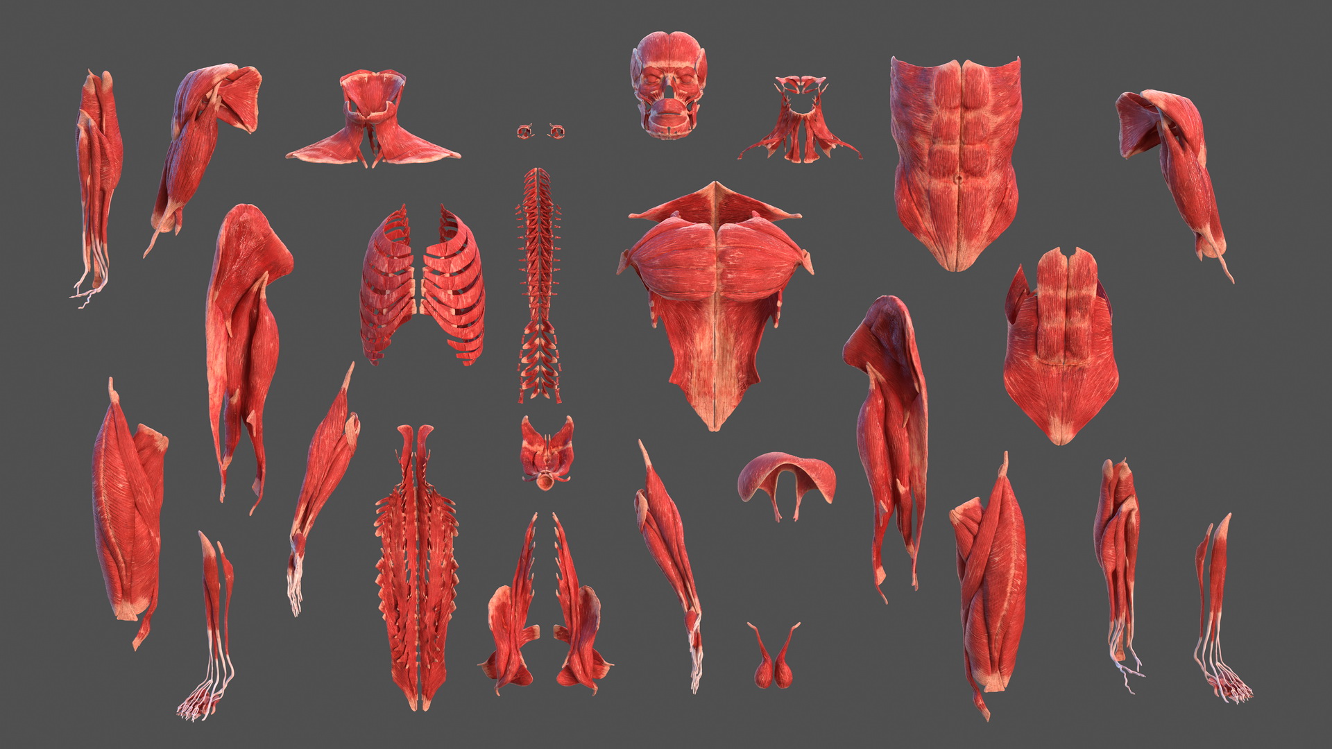 3D model Male Muscular System Full Body