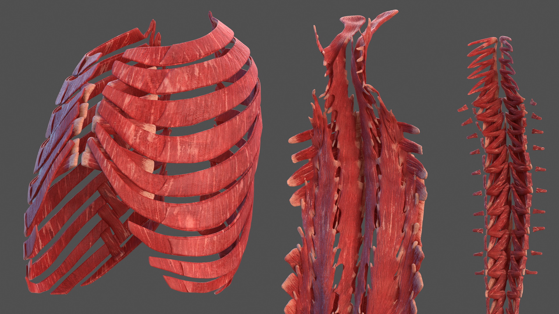 3D model Male Muscular System Full Body