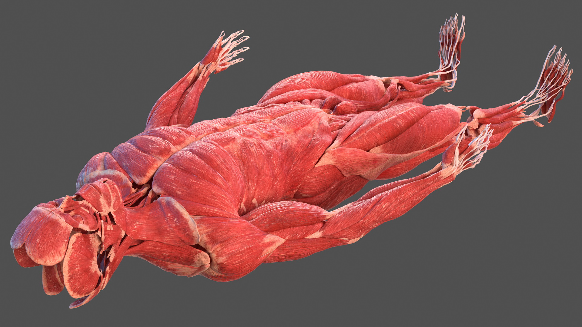 3D model Male Muscular System Full Body