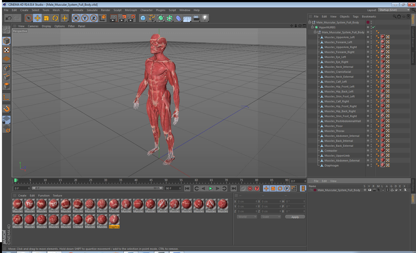 3D model Male Muscular System Full Body