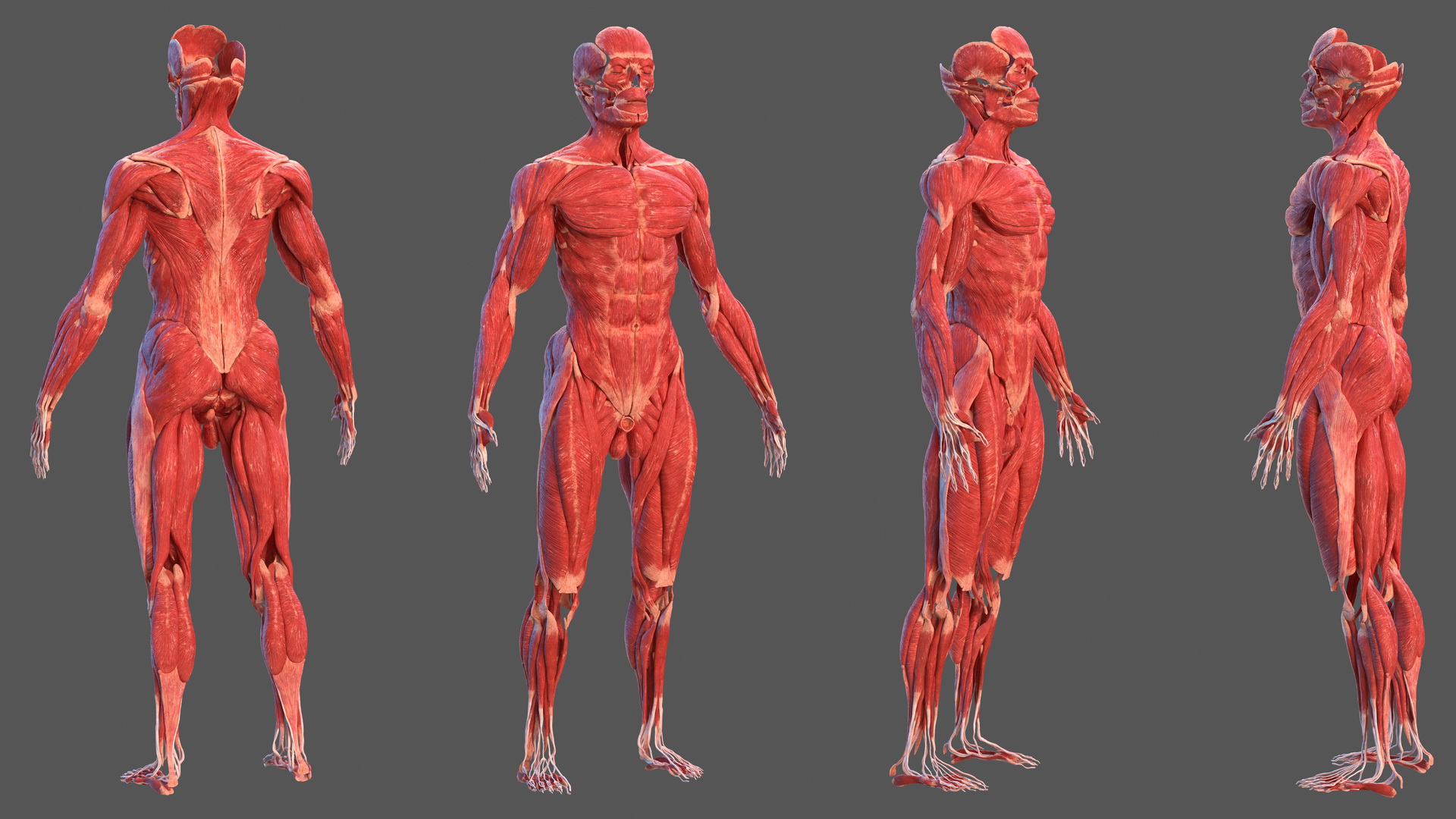 3D model Male Muscular System Full Body