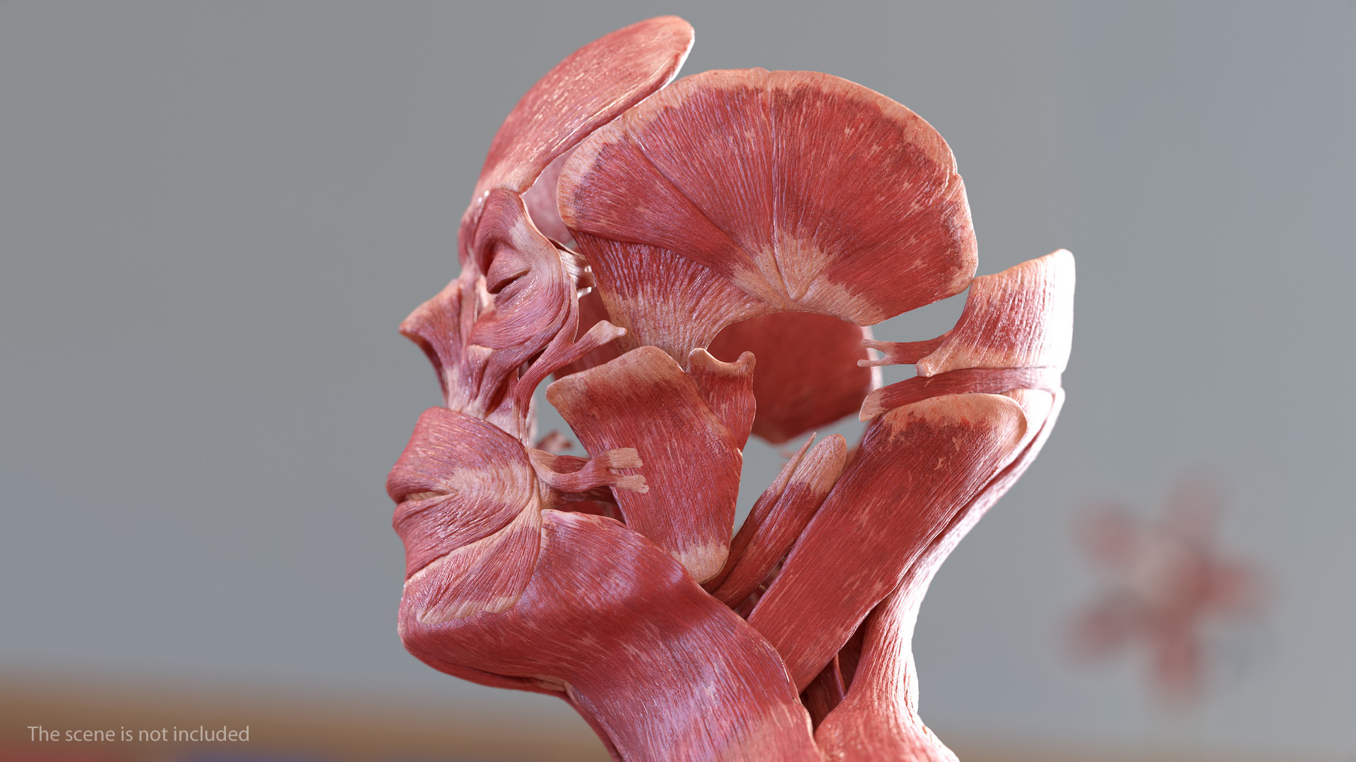 3D model Male Muscular System Full Body