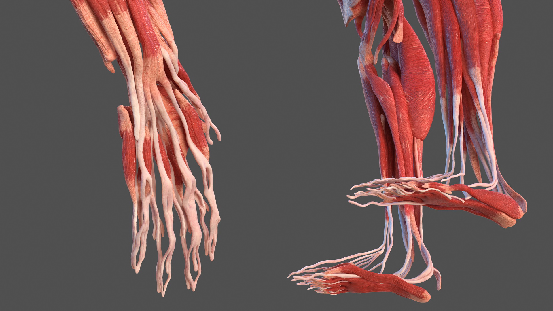 3D model Male Muscular System Full Body