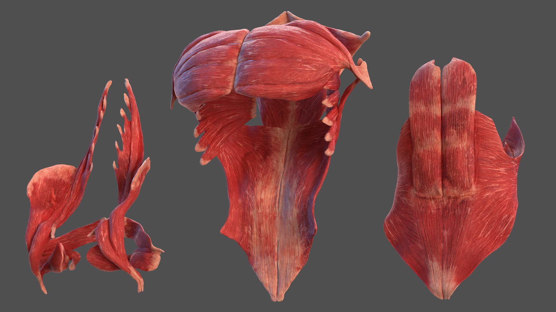 3D model Male Muscular System Full Body